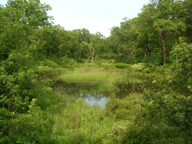 Interdunal wetland