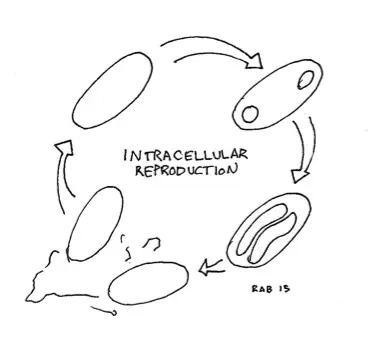 Intracellular