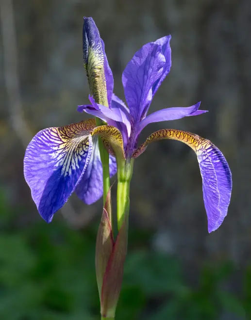 Iris sanguinea cultivar, Wakehurst Place, UK - Diliff