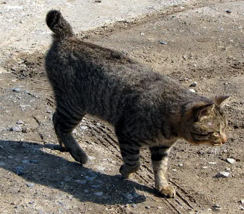 Japanese Bobtail walking