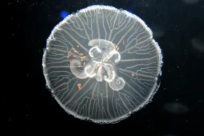 Jelly 0556 W