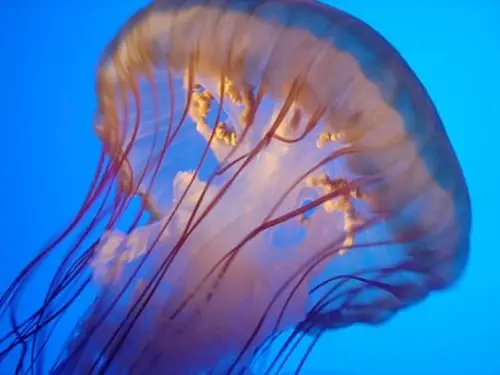 Chrysaora quinquecirrha (Stinging Sea Nettle)