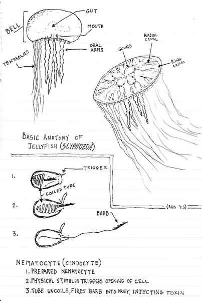 JellyfishAnatomy