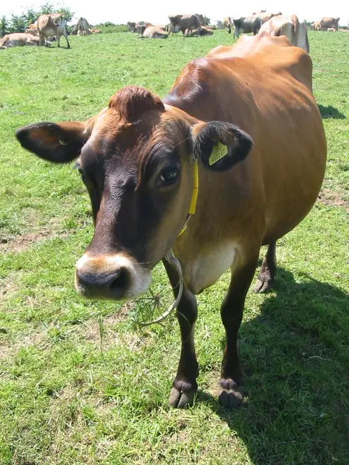 Jersey cattle in Jersey