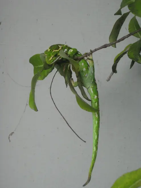 Jewelled Green Gecko