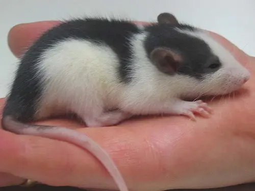Junge hausratte
