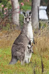 Eastern Grey Kanagroo
