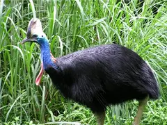 Casuarius casuarius (Southern Cassowary)
