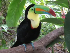 Keel-billed toucan