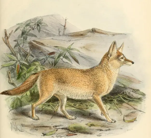 Vulpes pallida