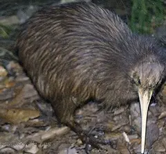 Apteryx (Kiwi)