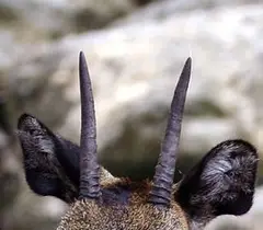 Klipspringer: Only the males have horns that are usually about 20-25cm (4-6 inches) long.