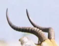 Kob: The short ringed horns, found only in males, are around 50 centimetres in length and arch out slightly so that they are somewhat 'S' shaped in profile.