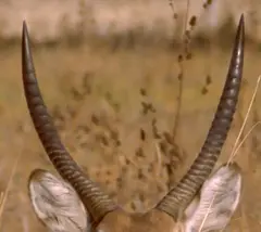 Waterbuck: The long spiral structured horns, found only in males, sweep back and up.