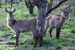 Waterbuck