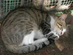 American Shorthair