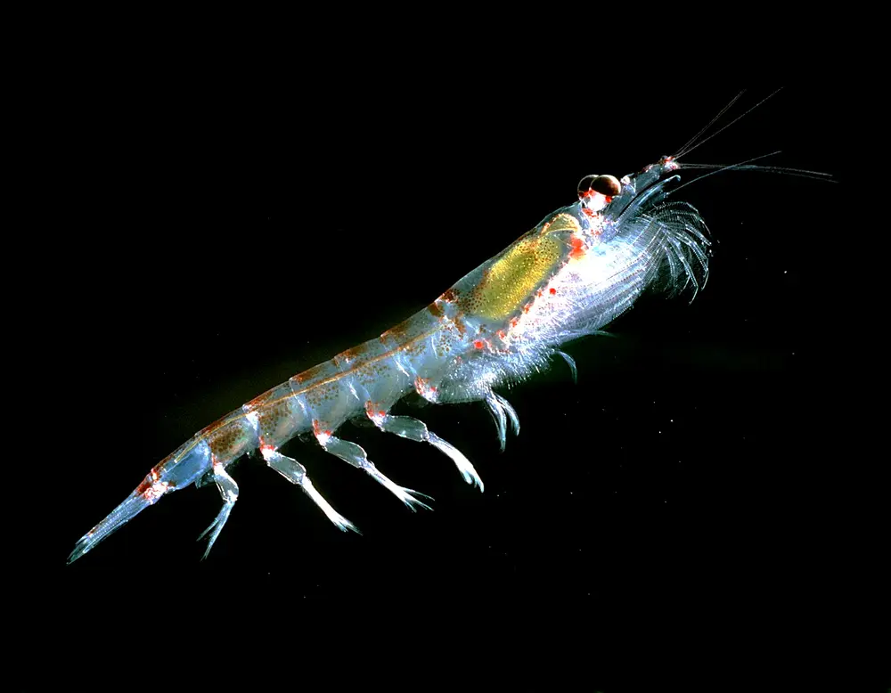 Euphausia superba