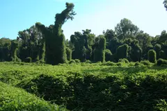 Kudzu Vine (widespread across the mid-atlantic and southern USA)