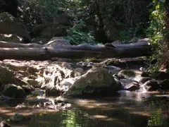 (4) Small amounts of green algae in water (light green in color)