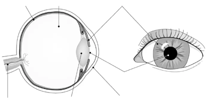 Label parts of the eye
