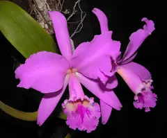 Crimson Cattleya