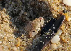 Lady Crab (Ovalipes ocellatus)