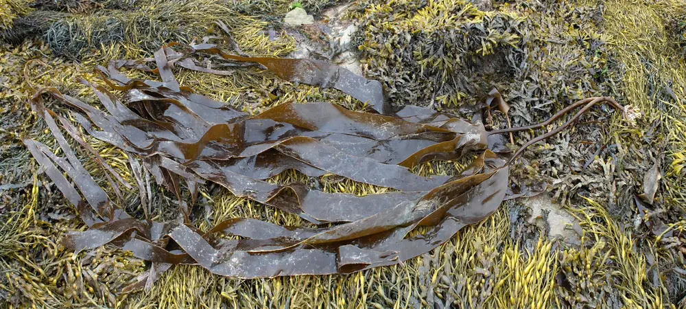 Two fronds of Laminaria digitata washed up on the foreshore of Anglesey, Wales, UK; background is mostly Ascophyllum nodosum. Ascophyllum nodosum