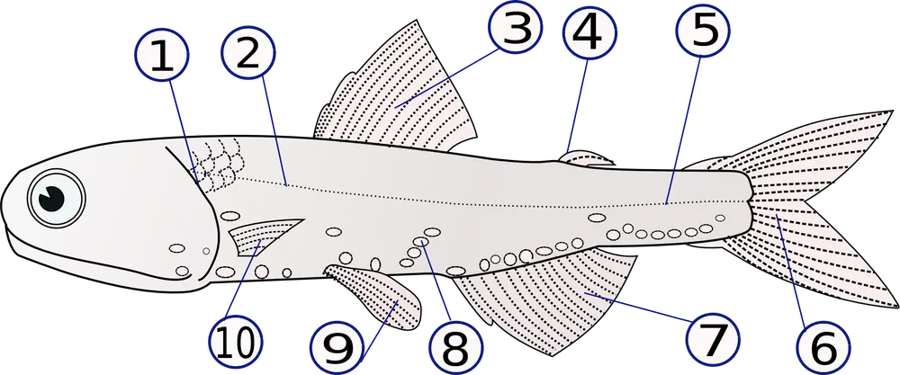 Lampanyctodes hectoris (Hector's lanternfish)2