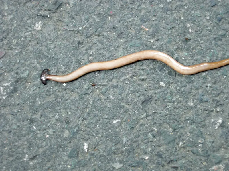 LandPlanarian4355