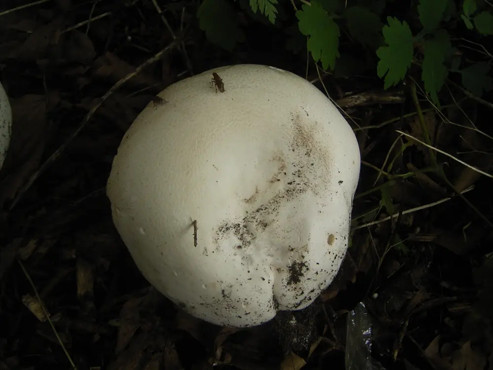 Langermannia gigantea R0018880