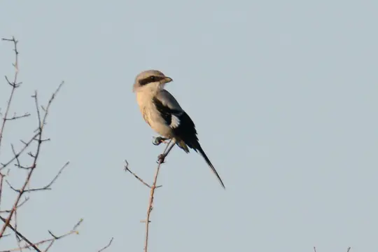 Loggerhead Shrike (Lanius ludovicianus)