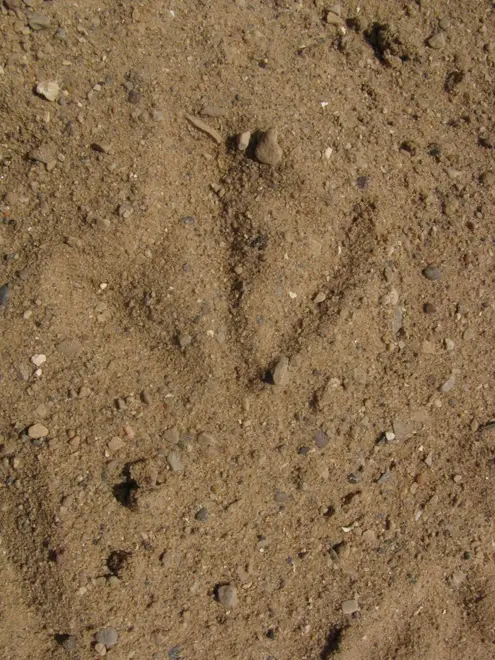 Larus argentatus track 7105