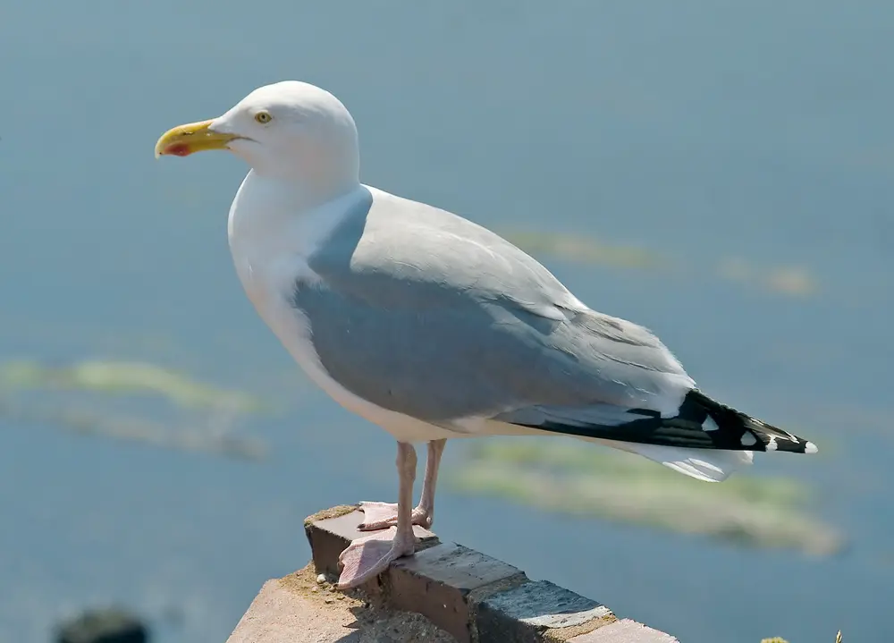 Herring Gull