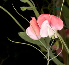 Sweet Pea