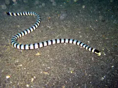Sea Krait