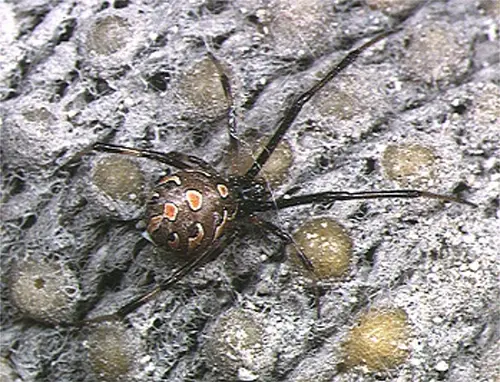 Latrodectus geometricus