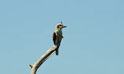 LaughingKookaburra 4816