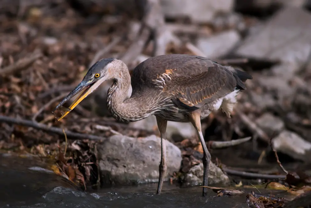 Great Blue Heron Heron