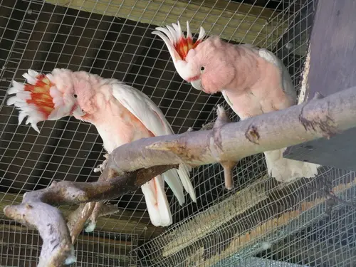 Leadbeater cockatoo 31l07