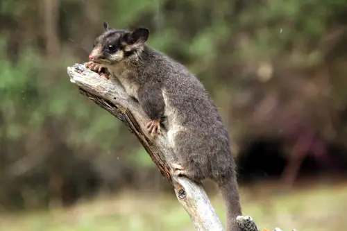 Leadbeater's possum