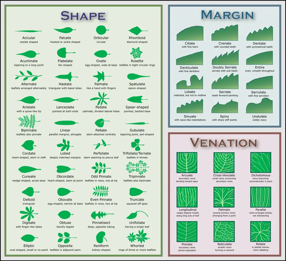 Leaf morphology no title