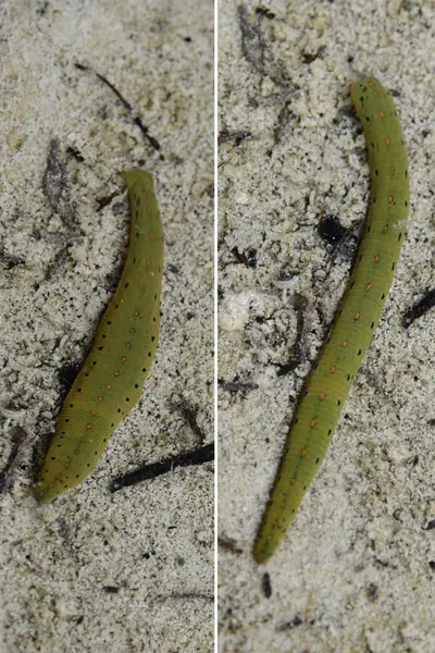 Leech1