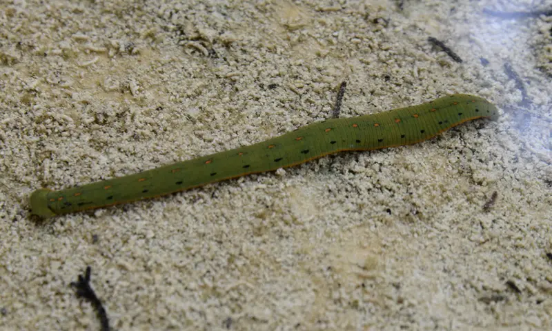 Leech2