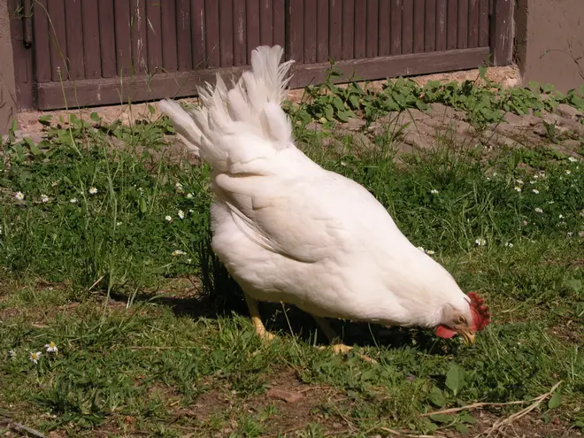 Leghorn chicken