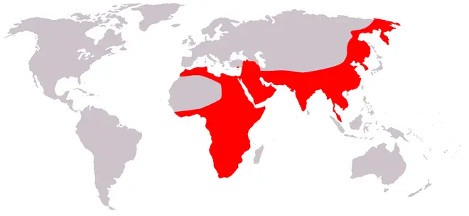 Leopard prevalence