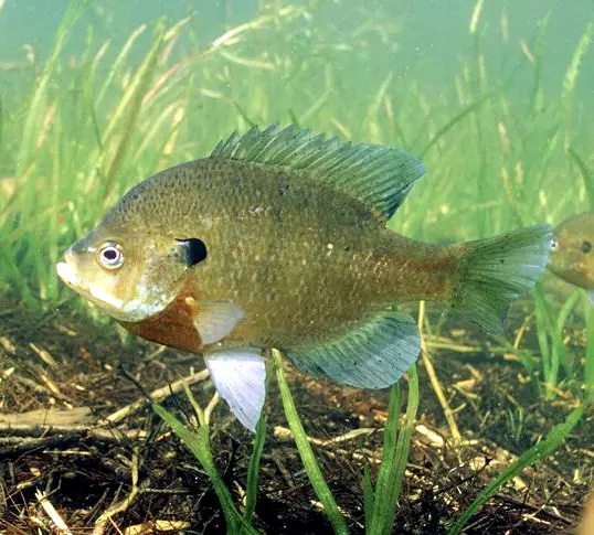 Fish