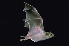Mexican Long-nosed bats (Leptonycteris spp.)
