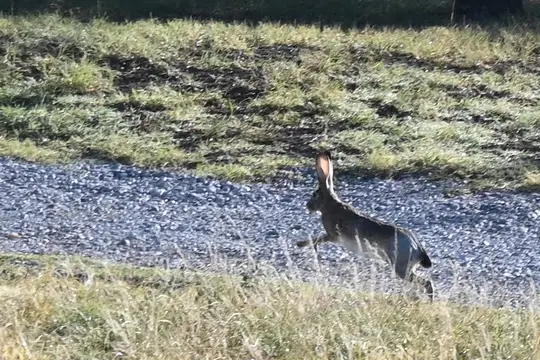 Black-Tailed Jackrabbit (Lepus californicus)