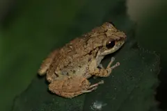 Lesser Antillean whistling frog (Eleutherodactylus johnstonei)