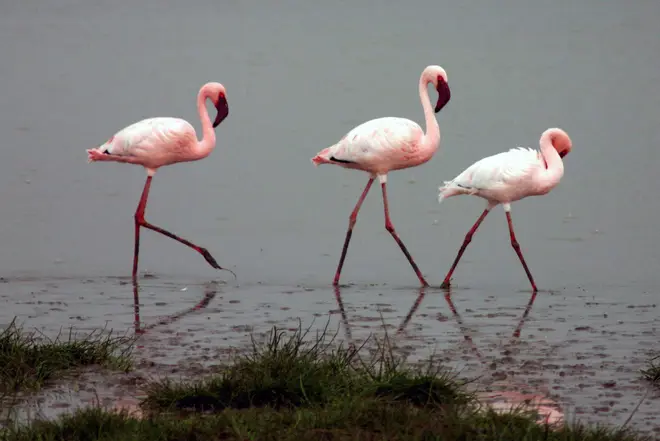 Lesser-flamingos